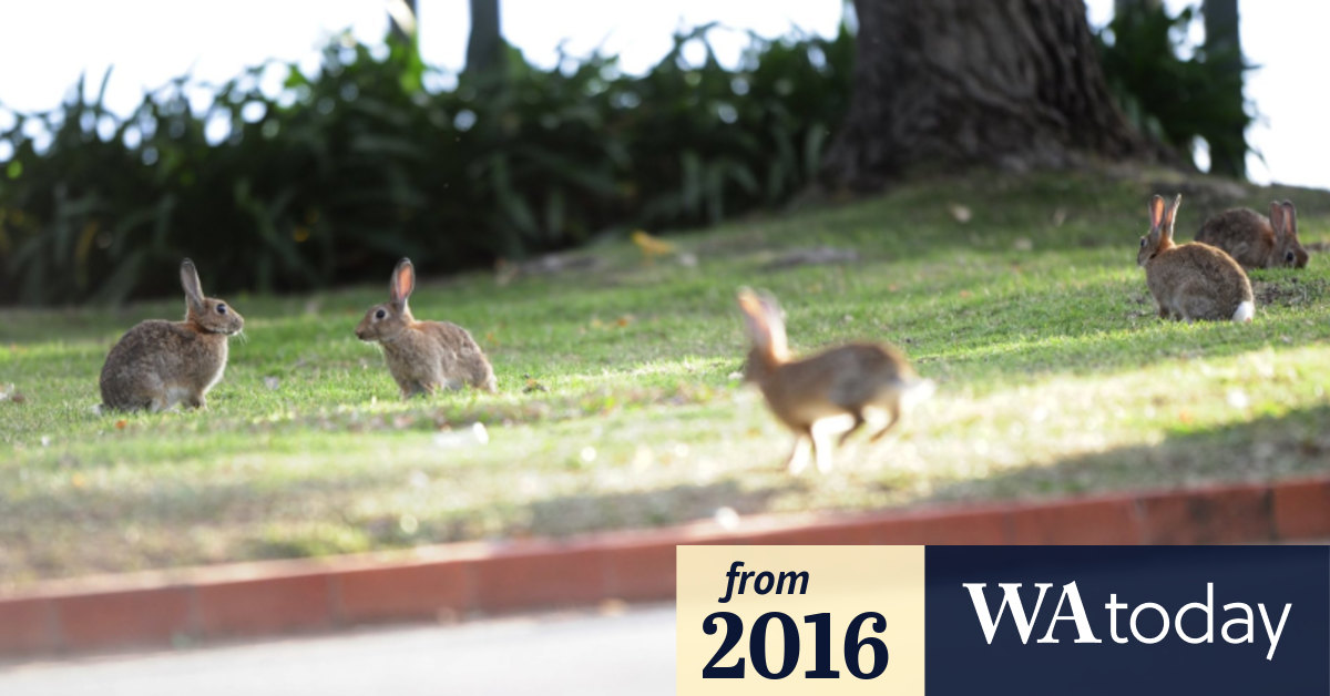 New strain of deadly calicivirus to be released on West Australian rabbits